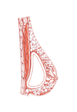 brustvergroesserung_mit_silikonimplantaten_koeln